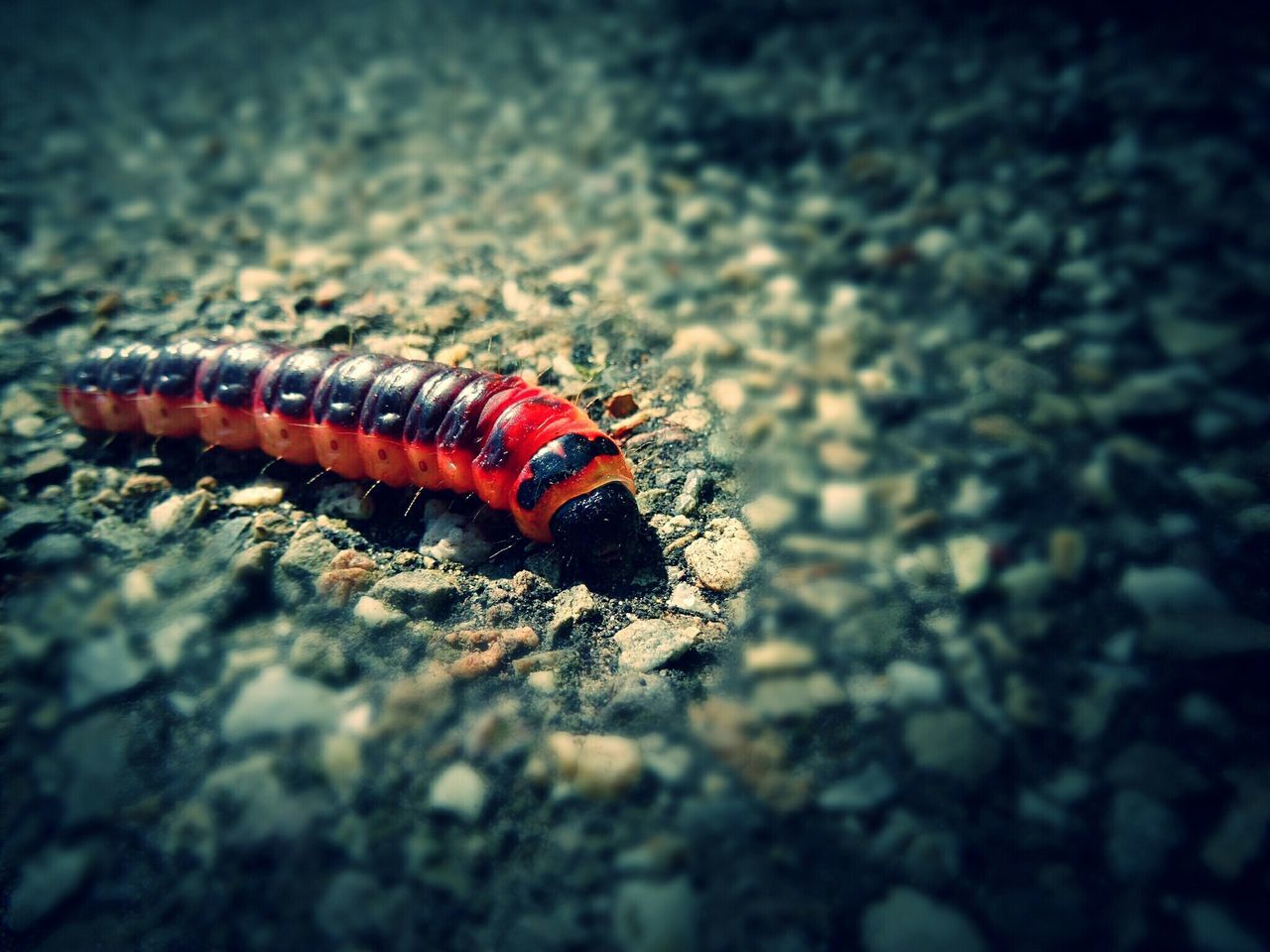 insect, animal themes, animals in the wild, close-up, one animal, red, selective focus, wildlife, outdoors, day, nature, focus on foreground, no people, high angle view, rock - object, dead animal, animal antenna, orange color, caterpillar, textured