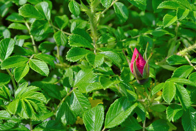 Close-up of green leaves on plant