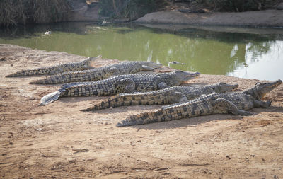 View of a resting in a lake