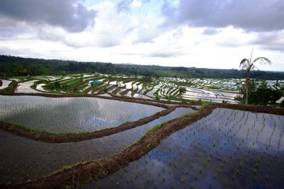 Scenic view of rice field against sky