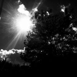 Low angle view of sun shining through trees