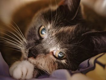 Close-up portrait of a cat