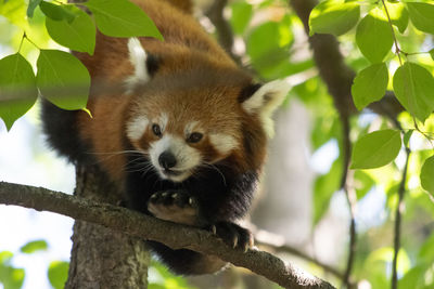 Close-up of a cat on branch