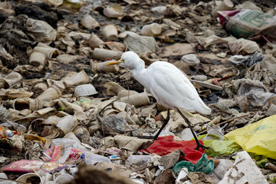 High angle view of seagull perching on stones