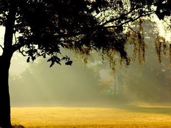 Scenic view of trees at sunset