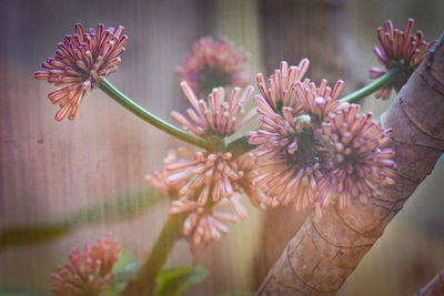 Close-up of pink flowering plant