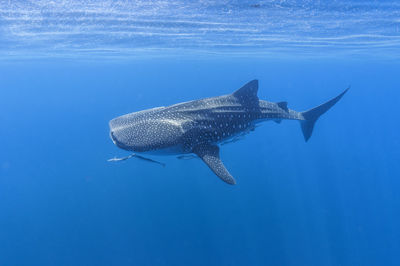 Whale shark swimming in blue ocean