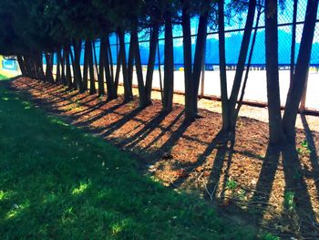 Trees on grass
