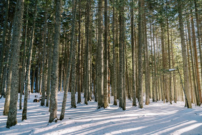 Trees in forest