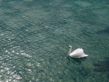 High angle view of swan floating on sea