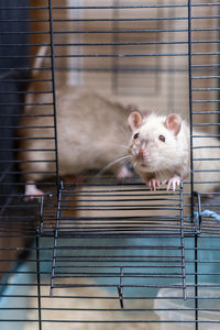 Close-up of rabbit in cage