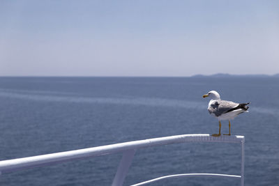 Seagull perching on railing against sea