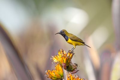 Close-up of bird perching on flower