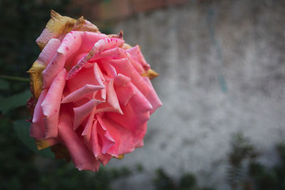 Close-up of pink rose