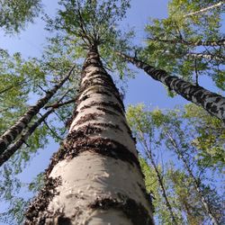 Low angle view of trees against sky