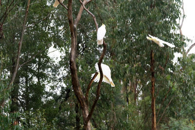 Low angle view of bird flying against tree