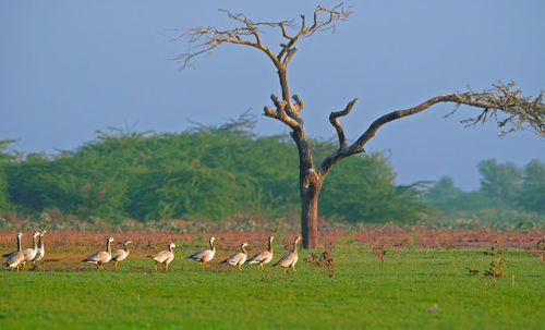 Birds on a field