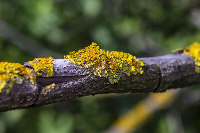 Close-up of yellow flower growing on tree branch