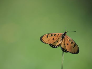 Close-up of butterfly on leaf