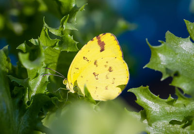 Close-up of butterfly on yellow flower