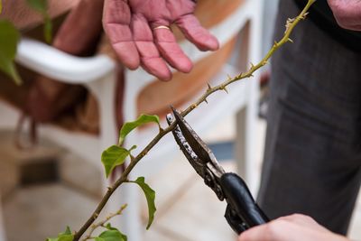 Close-up of man pruning plants