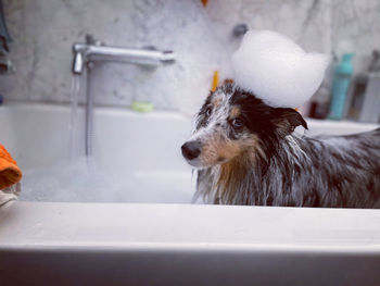 Close-up of dog at bath time