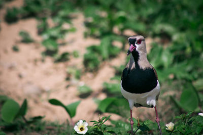 Close-up of bird perching outdoors