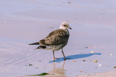 Seagull perching on a beach