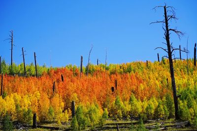 Scenic view of trees against clear sky during autumn