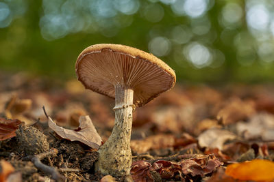 Close-up of mushroom on field