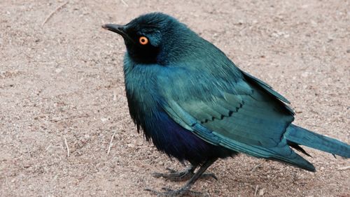 High angle view of blue starling on field