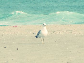 Birds on beach