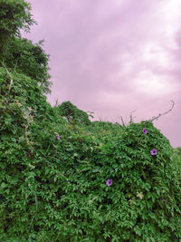 Low angle view of pink flowering plant against sky