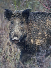 Close-up of an animal on a field