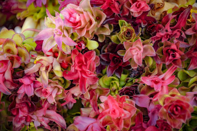 Full frame shot of pink flowers