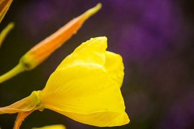 Close-up of yellow flower