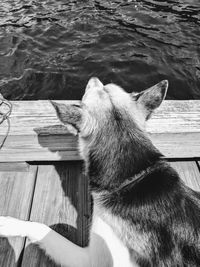 Close-up of dog sitting on pier at lake