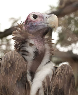 Close-up of eagle