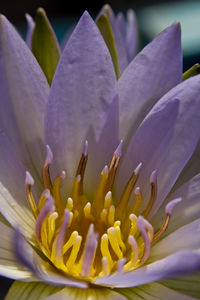 Macro shot of purple flower