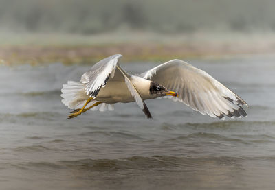 Bird flying over sea