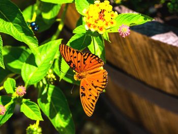 Close-up of butterfly on flower