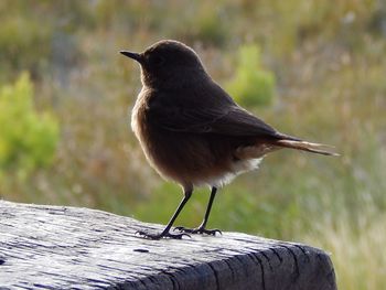 Close-up of bird perching on wood