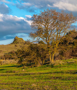 Trees on field against sky