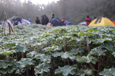 Close-up of plants during winter