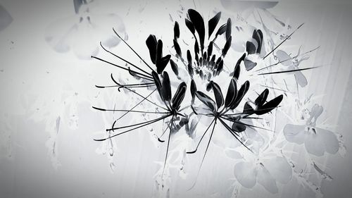 Close-up of white flowering plant