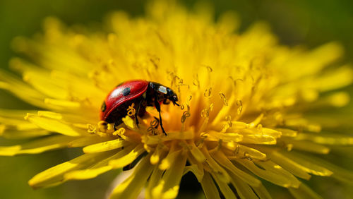 Close-up of insect on yellow flower