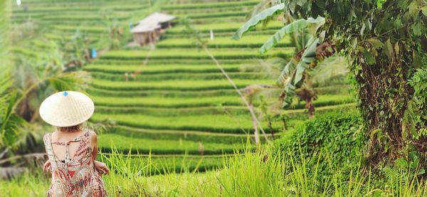 Full frame shot of rice paddy