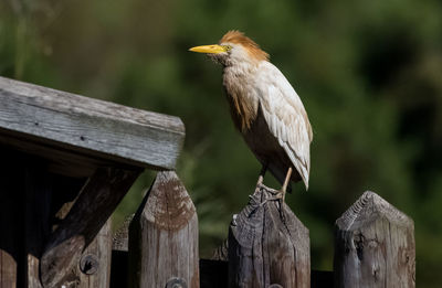 Bird perching on wooden post