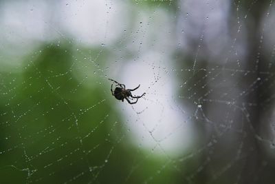 Spider on web