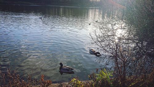 High angle view of ducks swimming in lake